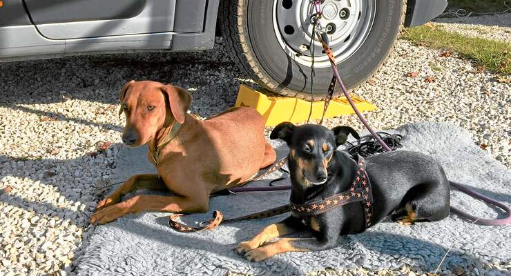 Dog-Sitten leicht gemacht