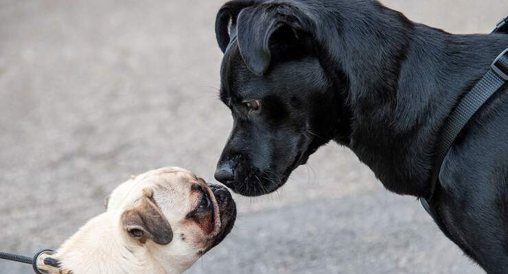 Erster Erlebnistag „Hund–Mensch–Natur“ findet am 23. August 2013 im Knaus Campingpark Viechtach statt.