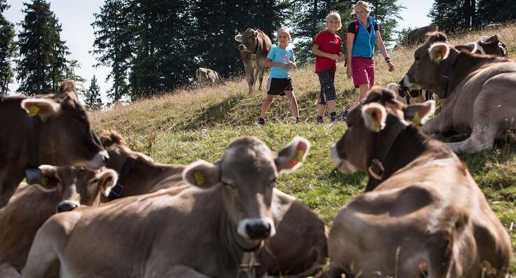 Isny NaturSommer