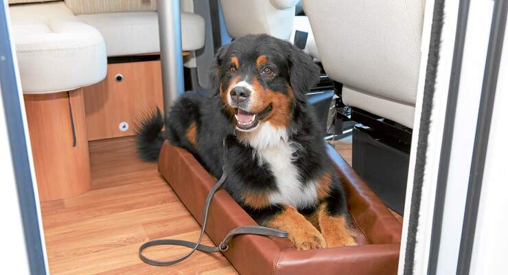 Leser-Workshop: Hund an Bord