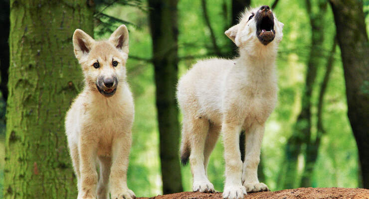 Wolfswelpen im Wolfscenter Dörverden